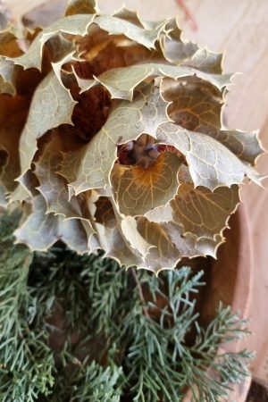Hakea Viktorai natur getrocknet Trockenblume im Mrs Greenery Shop bestellen kaufen Naturdeko