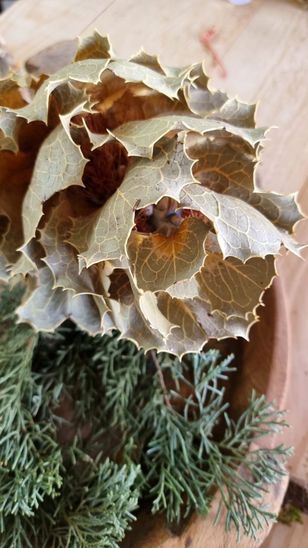 Hakea Viktorai natur getrocknet Trockenblume im Mrs Greenery Shop bestellen kaufen Naturdeko