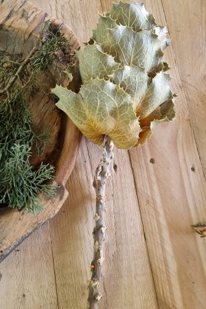Hakea Viktorai natur getrocknet Trockenblume im Mrs Greenery Shop bestellen kaufen Naturdeko