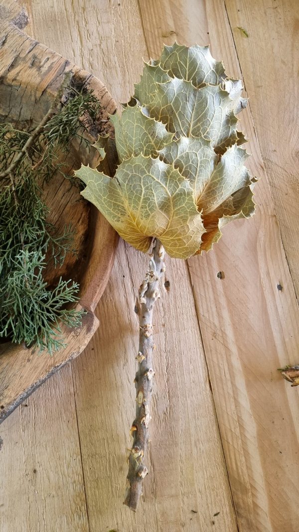 Hakea Viktorai natur getrocknet Trockenblume im Mrs Greenery Shop bestellen kaufen Naturdeko