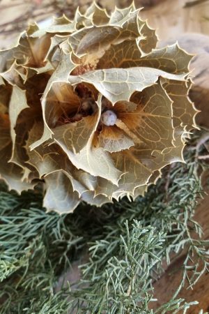 Hakea Viktorai natur getrocknet Trockenblume im Mrs Greenery Shop bestellen kaufen Naturdeko