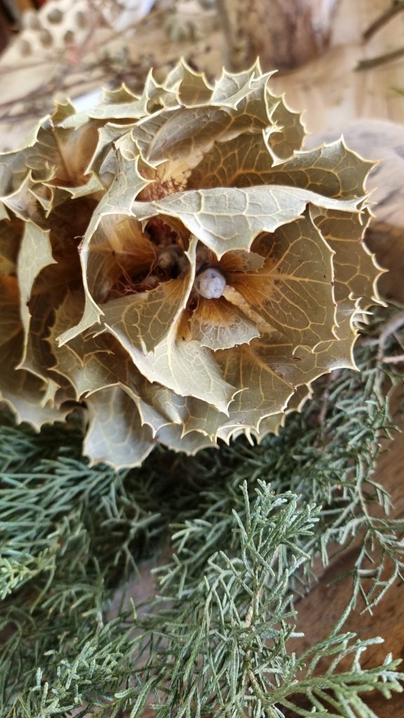 Hakea Viktorai natur getrocknet Trockenblume im Mrs Greenery Shop bestellen kaufen Naturdeko