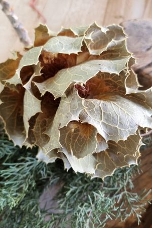 Hakea Viktorai natur getrocknet Trockenblume im Mrs Greenery Shop bestellen kaufen Naturdeko