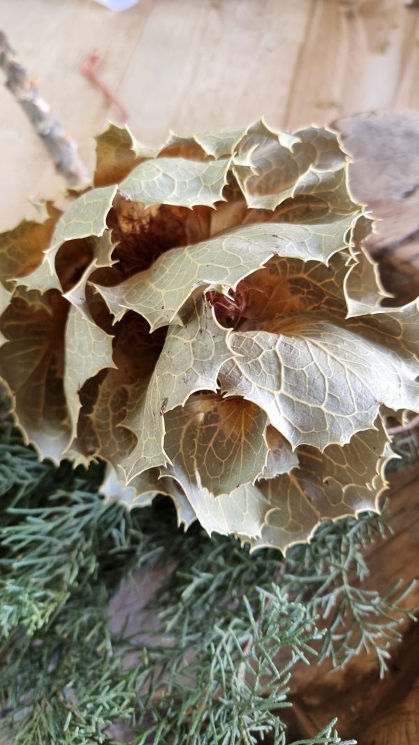 Hakea Viktorai natur getrocknet Trockenblume im Mrs Greenery Shop bestellen kaufen Naturdeko