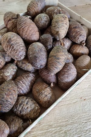 Kieferzapfen frisch Zapfen weymouth kiefer weihnachtsdeko deko Naturdeko Naturzapen im Mrs Greeenry shop bestellen kaufen