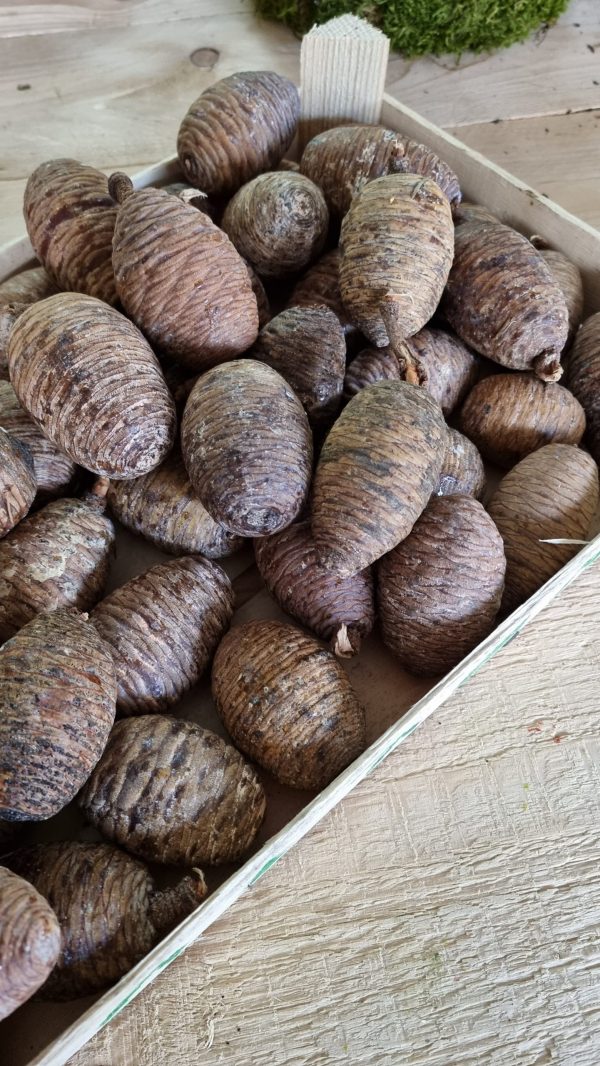 Kieferzapfen frisch Zapfen weymouth kiefer weihnachtsdeko deko Naturdeko Naturzapen im Mrs Greeenry shop bestellen kaufen