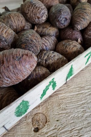 Kieferzapfen frisch Zapfen weymouth kiefer weihnachtsdeko deko Naturdeko Naturzapen im Mrs Greeenry shop bestellen kaufen
