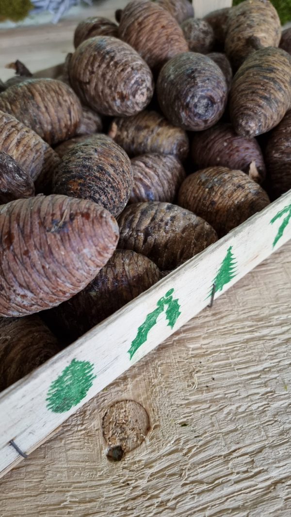 Kieferzapfen frisch Zapfen weymouth kiefer weihnachtsdeko deko Naturdeko Naturzapen im Mrs Greeenry shop bestellen kaufen