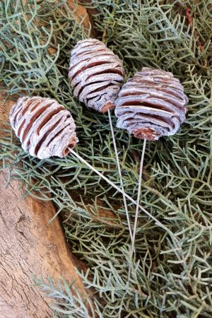 spirakzapfen platyspermum zapfen herbstdeko weihnachtsdeko winterdeko zum stecken draht im mrs greenery shop bestellen kaufen