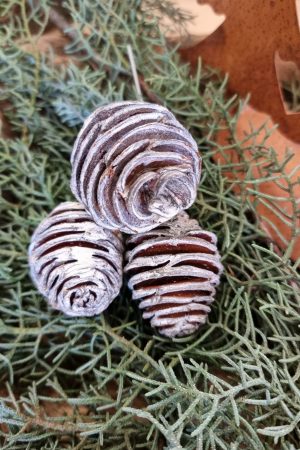 spirakzapfen platyspermum zapfen herbstdeko weihnachtsdeko winterdeko zum stecken draht im mrs greenery shop bestellen kaufen