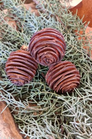 spirakzapfen platyspermum zapfen herbstdeko weihnachtsdeko winterdeko zum stecken draht im mrs greenery shop bestellen kaufen