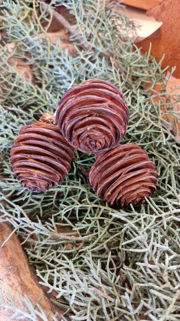 spirakzapfen platyspermum zapfen herbstdeko weihnachtsdeko winterdeko zum stecken draht im mrs greenery shop bestellen kaufen