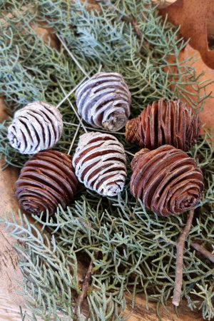 spirakzapfen platyspermum zapfen herbstdeko weihnachtsdeko winterdeko zum stecken draht im mrs greenery shop bestellen kaufen