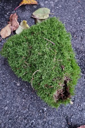 Moos frisch Premium Kugel moose im Mrs Greenery Shop bestellen kaufen