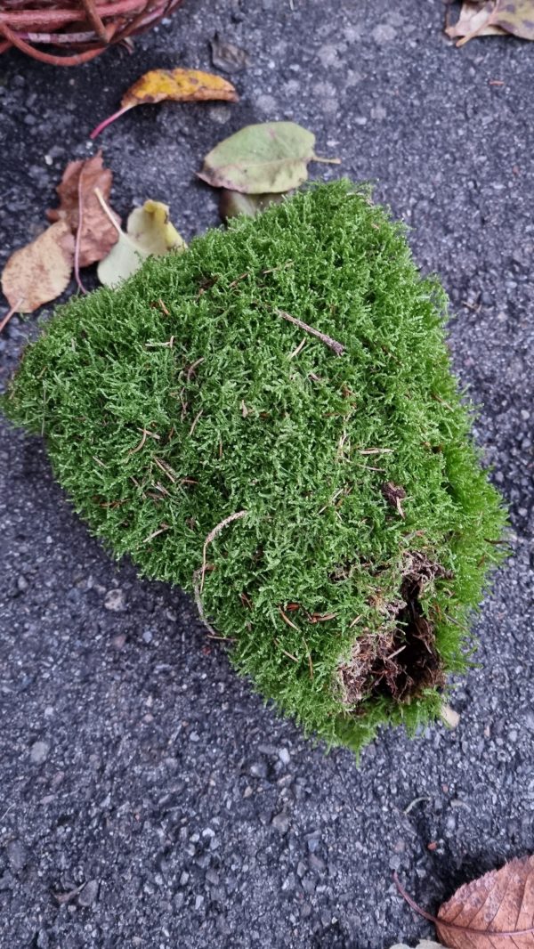 Moos frisch Premium Kugel moose im Mrs Greenery Shop bestellen kaufen