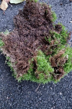 Moos frisch Premium Kugel moose im Mrs Greenery Shop bestellen kaufen