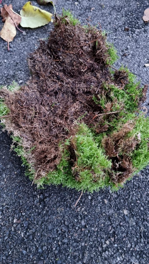 Moos frisch Premium Kugel moose im Mrs Greenery Shop bestellen kaufen