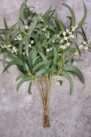 Eukalyptus langblättrig mit Früchten groß