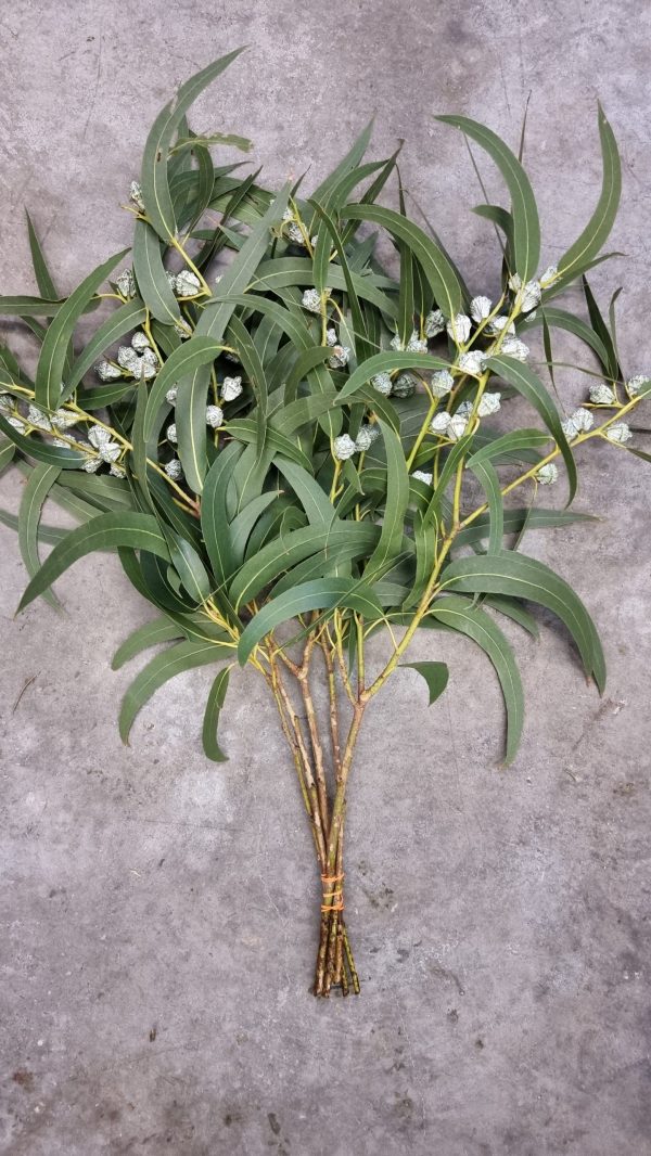 Eukalyptus langblättrig mit Früchten groß