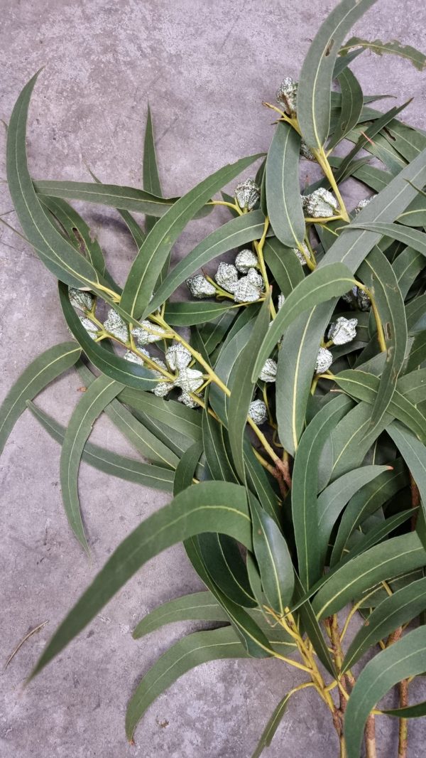 Eukalyptus langblättrig mit Früchten groß – Bild 2