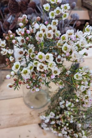 Chamelaucium Wachsblume frisch Kranz Kranzbinden Blume Blumen weiß rosa kreativsein im Mrs Greenery Shop bestellen kaufen