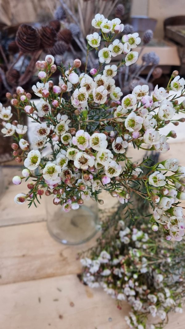 Chamelaucium Wachsblume frisch Kranz Kranzbinden Blume Blumen weiß rosa kreativsein im Mrs Greenery Shop bestellen kaufen