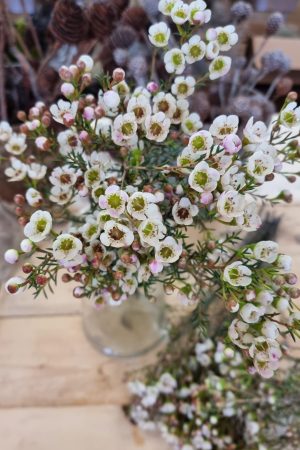 Chamelaucium Wachsblume frisch Kranz Kranzbinden Blume Blumen weiß rosa kreativsein im Mrs Greenery Shop bestellen kaufen