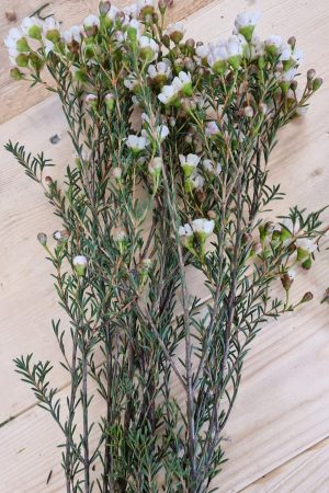 Chamelaucium Wachsblume frisch Kranz Kranzbinden Blume Blumen weiß rosa kreativsein im Mrs Greenery Shop bestellen kaufen