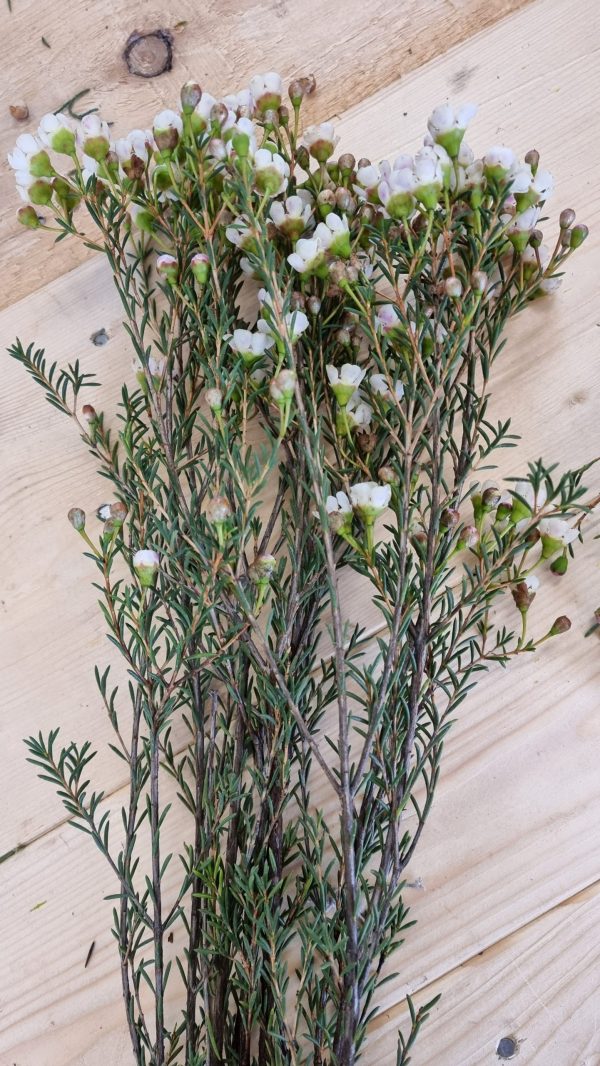 Chamelaucium Wachsblume frisch Kranz Kranzbinden Blume Blumen weiß rosa kreativsein im Mrs Greenery Shop bestellen kaufen