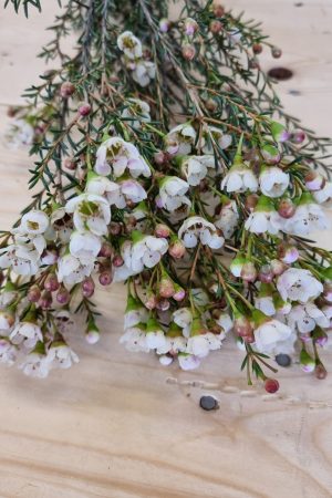 Chamelaucium Wachsblume frisch Kranz Kranzbinden Blume Blumen weiß rosa kreativsein im Mrs Greenery Shop bestellen kaufen