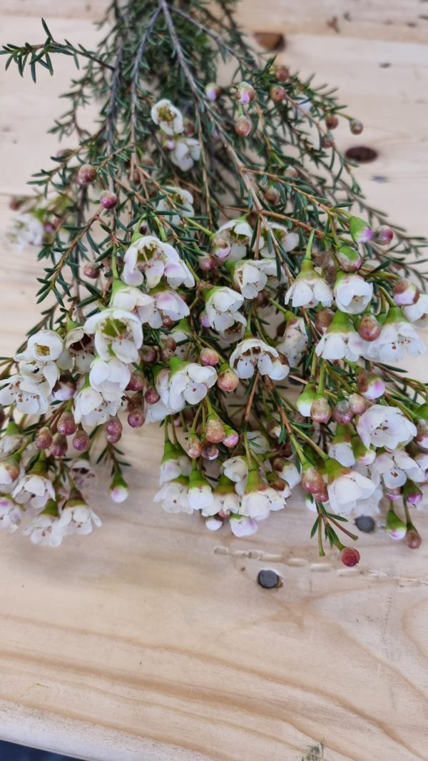 Chamelaucium Wachsblume frisch Kranz Kranzbinden Blume Blumen weiß rosa kreativsein im Mrs Greenery Shop bestellen kaufen