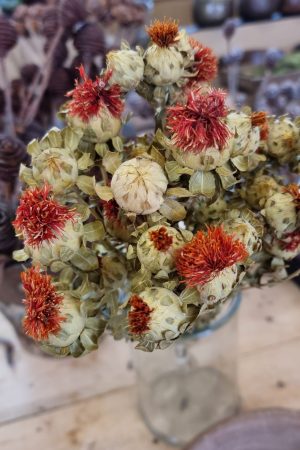 carthamus orange bund strauss trockenblumen getrocknete blüten im mrs greenery shop bestellen kaufen