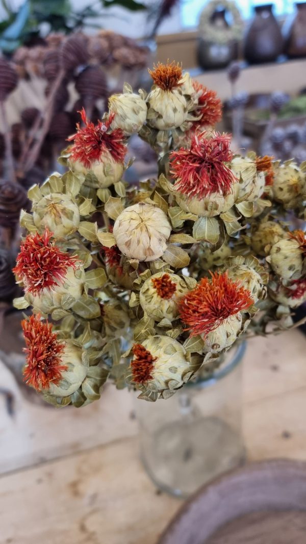 carthamus orange bund strauss trockenblumen getrocknete blüten im mrs greenery shop bestellen kaufen