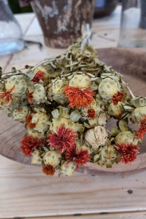 carthamus orange bund strauss trockenblumen getrocknete blüten im mrs greenery shop bestellen kaufen