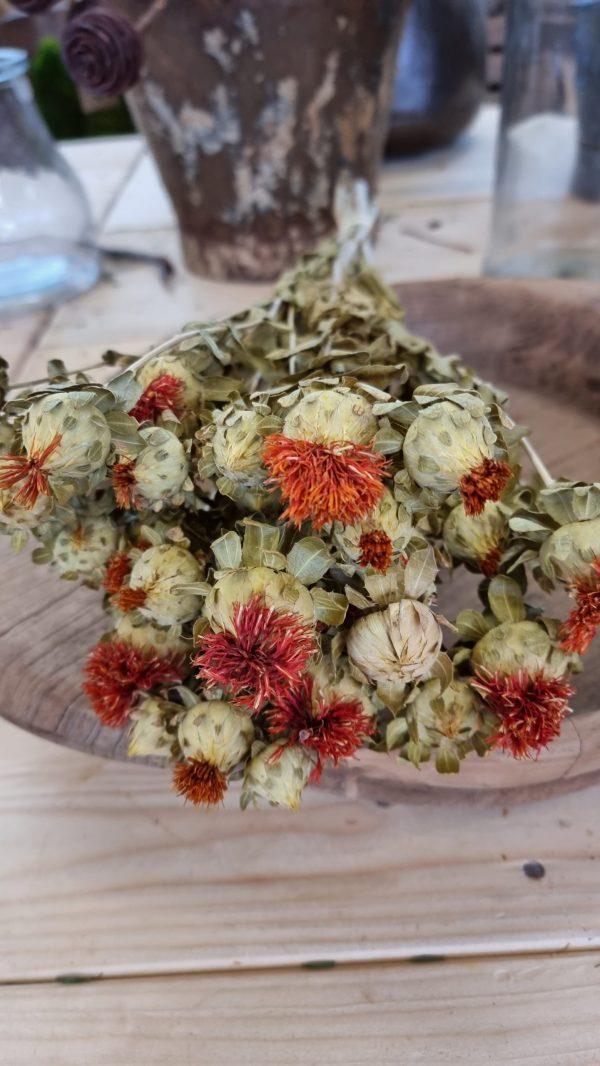 carthamus orange bund strauss trockenblumen getrocknete blüten im mrs greenery shop bestellen kaufen