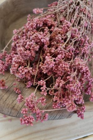 trockenblumen getrocknet rosa crispum im mrs greenery shop bestellen kaufen