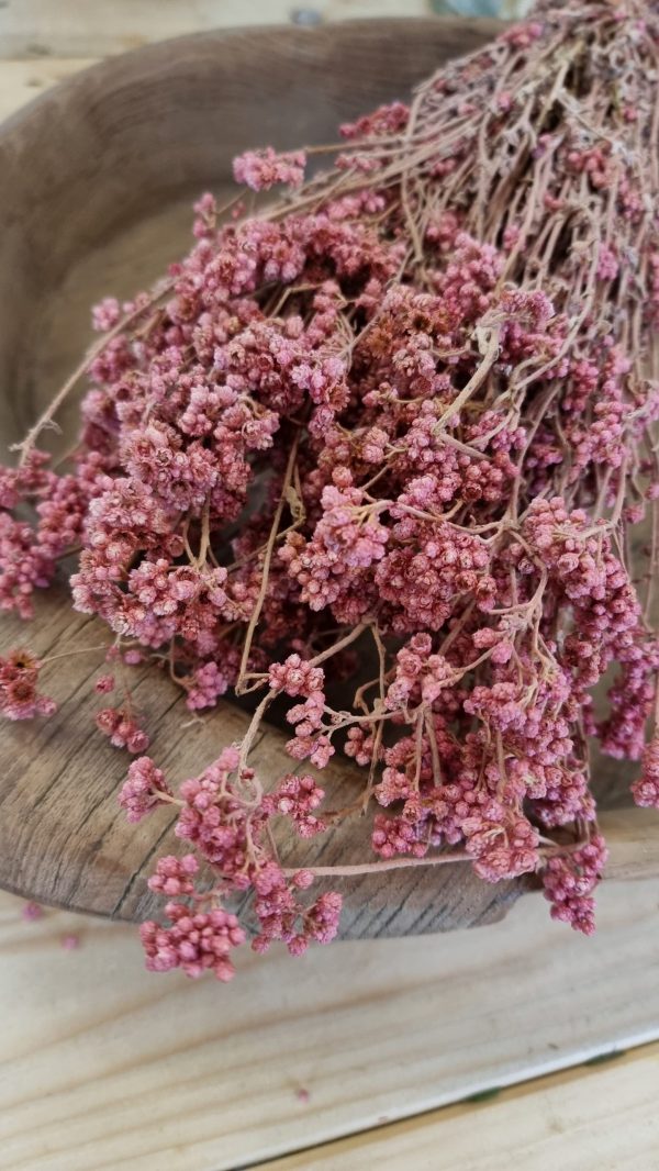 trockenblumen getrocknet rosa crispum im mrs greenery shop bestellen kaufen