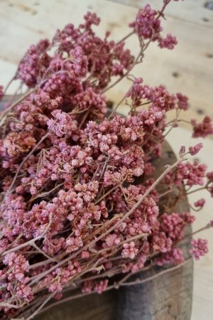 trockenblumen getrocknet rosa crispum im mrs greenery shop bestellen kaufen
