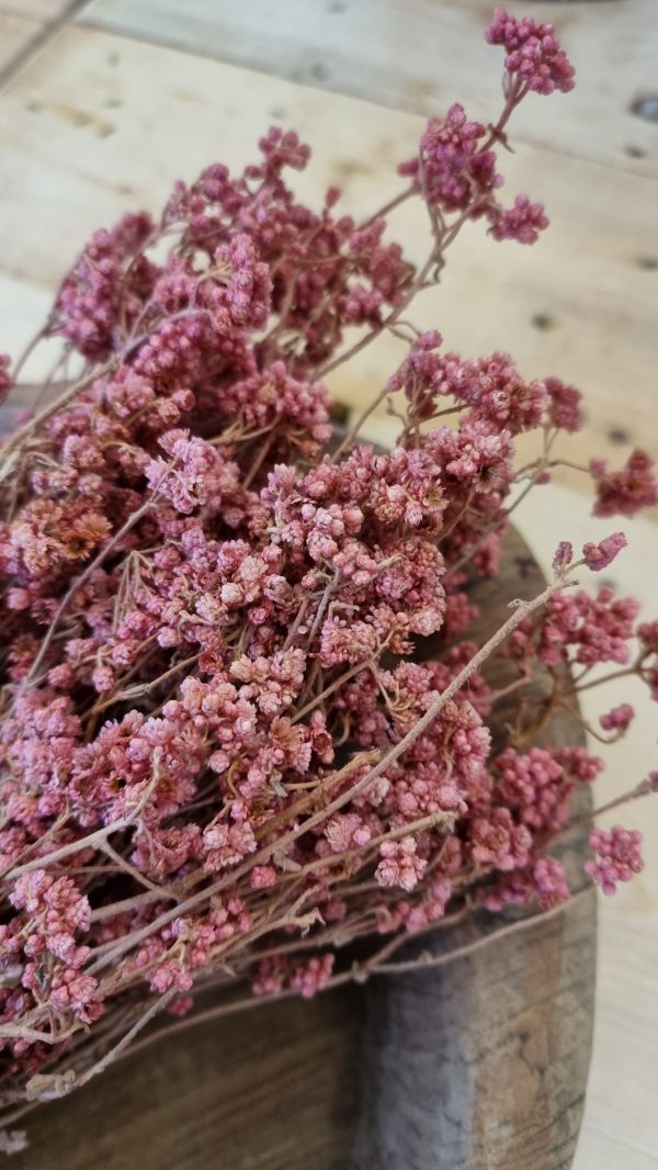trockenblumen getrocknet rosa crispum im mrs greenery shop bestellen kaufen
