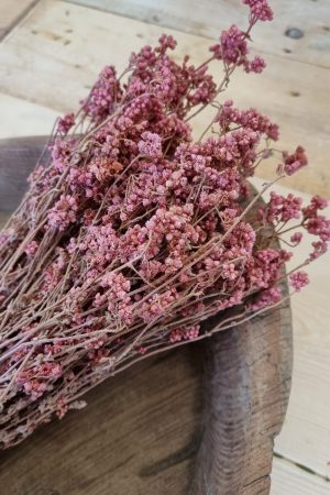 trockenblumen getrocknet rosa crispum im mrs greenery shop bestellen kaufen