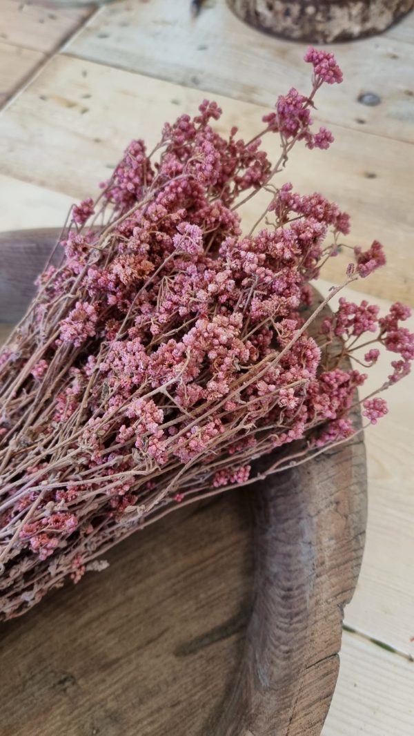 trockenblumen getrocknet rosa crispum im mrs greenery shop bestellen kaufen