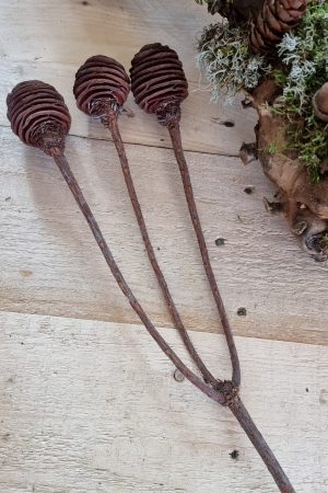 spiralzapfen zapfen natur murii zapfen im mrs greenery shop bestellen kaufen