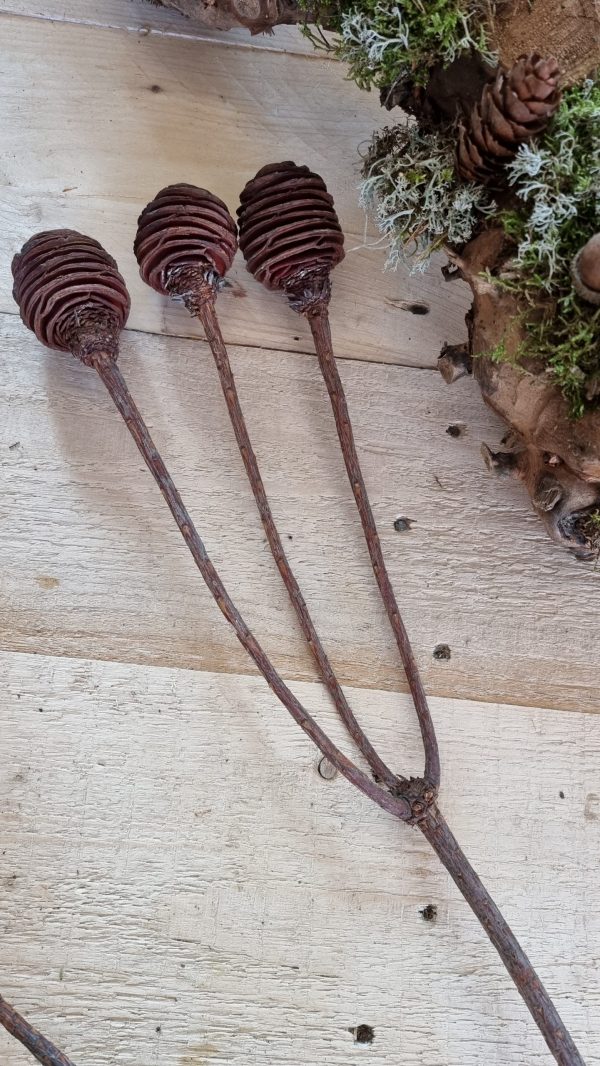 spiralzapfen zapfen natur murii zapfen im mrs greenery shop bestellen kaufen
