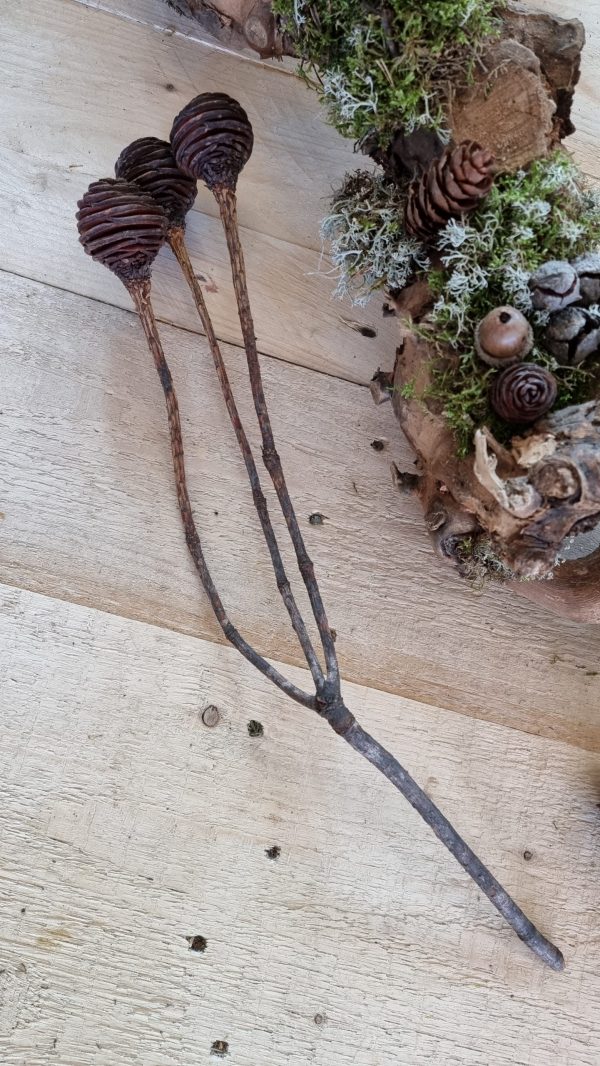 spiralzapfen zapfen natur murii zapfen im mrs greenery shop bestellen kaufen