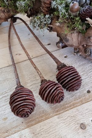 spiralzapfen zapfen natur murii zapfen im mrs greenery shop bestellen kaufen