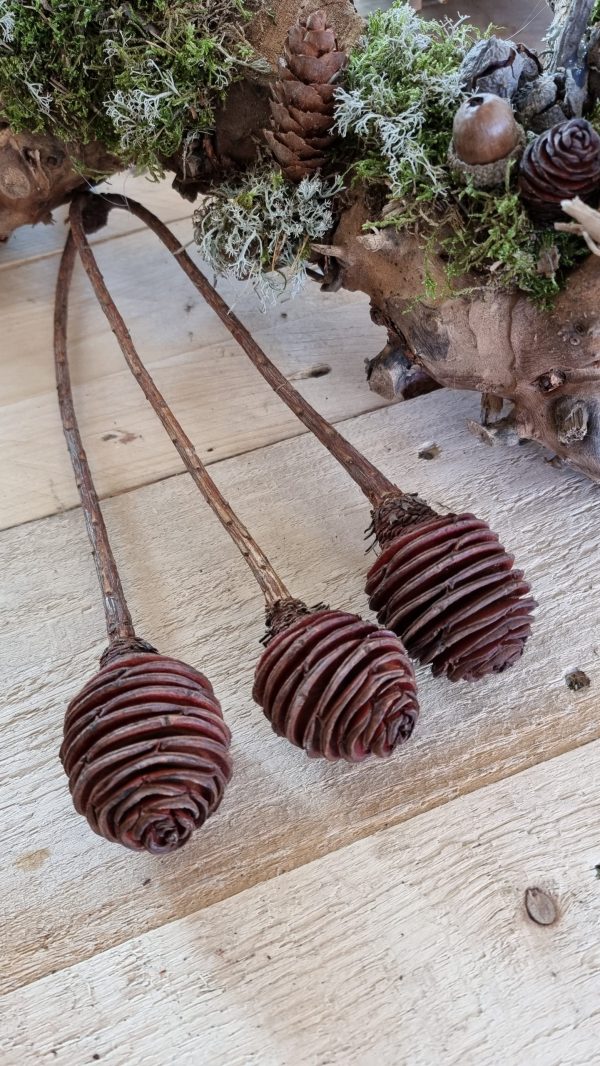 spiralzapfen zapfen natur murii zapfen im mrs greenery shop bestellen kaufen