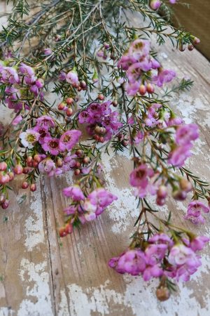 Chamelaucium Wachsblume frisch Kranz Kranzbinden Blume Blumen weiß rosa kreativsein im Mrs Greenery Shop bestellen kaufen
