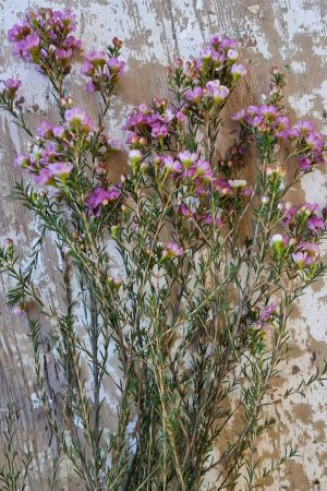 Chamelaucium Wachsblume frisch Kranz Kranzbinden Blume Blumen weiß rosa kreativsein im Mrs Greenery Shop bestellen kaufen