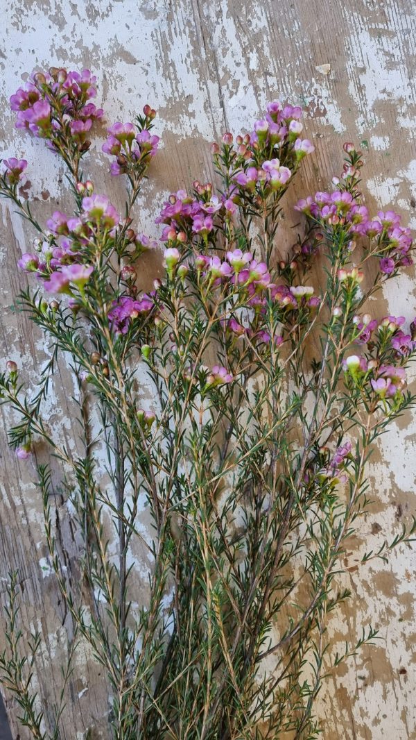 Chamelaucium Wachsblume frisch Kranz Kranzbinden Blume Blumen weiß rosa kreativsein im Mrs Greenery Shop bestellen kaufen