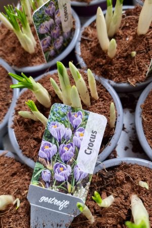 krokus crocus violett blau gestreift frühlingsblüher im Mrs greenery shop bestellen kaufen frühlingsdeko